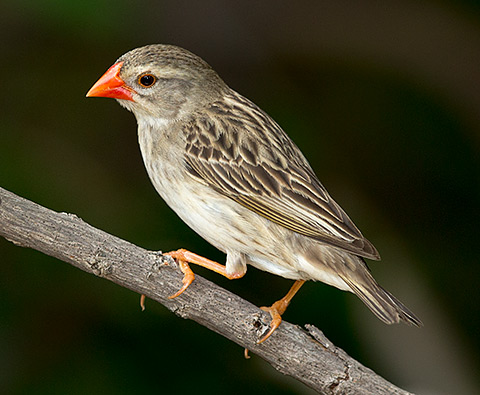 Red-billed Quelea female